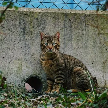 品牌大使 2
